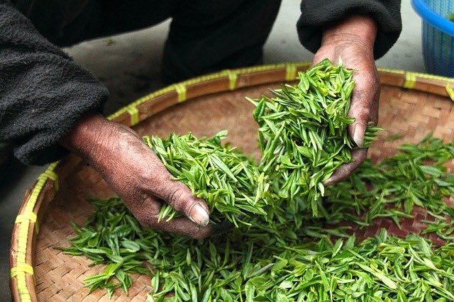 Comment utiliser le thé vert japonais?
